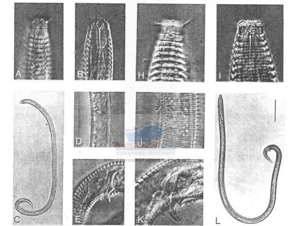 Представитель Семейства Monoposthiidae